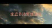 家庭养殖繁殖金毛