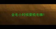 金毛小时候要梳毛嘛