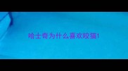哈士奇为什么喜欢咬猫