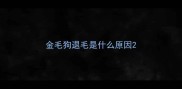 金毛狗退毛是什么原因
