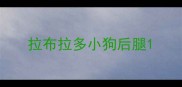 拉布拉多小狗后腿