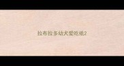 拉布拉多幼犬爱吃纸