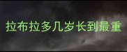 拉布拉多几岁长到最重