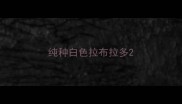 纯种白色拉布拉多