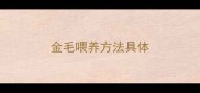 金毛喂养方法具体