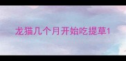 龙猫几个月开始吃提草