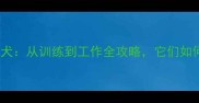 中国拉布拉多导盲犬从训练到工作全攻略它们如何成为人类守护者