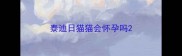 泰迪日猫猫会怀孕吗