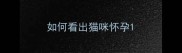 如何看出猫咪怀孕