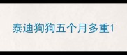 泰迪狗狗五个月多重