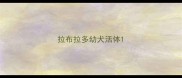 拉布拉多幼犬活体