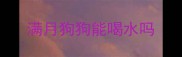 满月狗狗能喝水吗