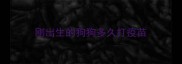 刚出生的狗狗多久打疫苗