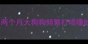 北京幼犬护理指南两个月大狗狗频繁打喷嚏的7大原因及应对措施