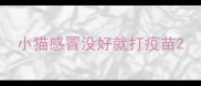 小猫感冒没好就打疫苗