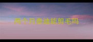 两个月泰迪能剪毛吗