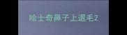 哈士奇鼻子上退毛
