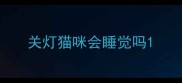关灯猫咪会睡觉吗