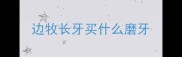 边牧长牙买什么磨牙