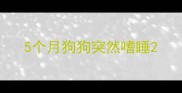 5个月狗狗突然嗜睡