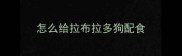 怎么给拉布拉多狗配食