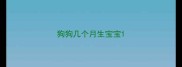 狗狗几个月生宝宝