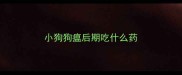 小狗狗瘟后期吃什么药