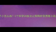 拉布拉多胆子小怎么练5个科学训练法让狗狗秒变勇敢小战士新手必看