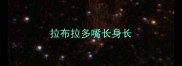 拉布拉多嘴长身长