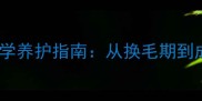 边牧停止掉毛的科学养护指南从换毛期到成年犬的防脱秘籍