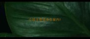 小哈士奇适合在室内