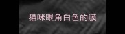 猫咪眼角白色的膜