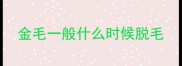金毛一般什么时候脱毛