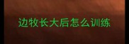 边牧长大后怎么训练