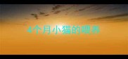 4个月小猫的喂养