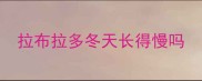 拉布拉多冬天长得慢吗