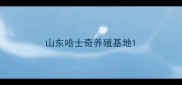 山东哈士奇养殖基地