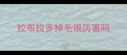 拉布拉多掉毛很厉害吗