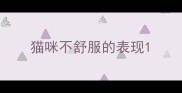 猫咪不舒服的表现