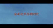 金毛幼犬品相对比