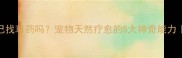 狗狗会自己找草药吗宠物天然疗愈的5大神奇能力附自救指南