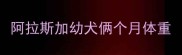 阿拉斯加幼犬俩个月体重