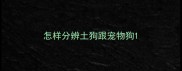 怎样分辨土狗跟宠物狗