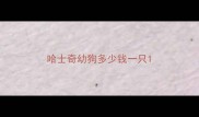 哈士奇幼狗多少钱一只