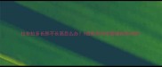拉布拉多长胖不长高怎么办3招教你科学管理狗狗体型