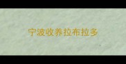 宁波收养拉布拉多