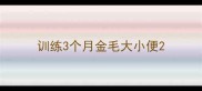 训练3个月金毛大小便