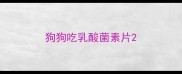 狗狗吃乳酸菌素片