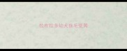 拉布拉多幼犬换毛变黄