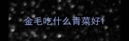 金毛吃什么青菜好